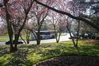 Ward Circle with Cherry Blossom Trees